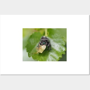 Phidippus audax (bold jumping spider) with prey (stinkbug) Posters and Art